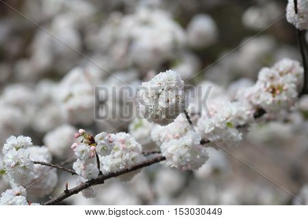 Cherry Blossom In Spring, Osaka