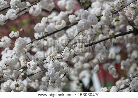 Cherry Blossom In Spring, Osaka