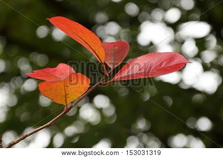 Brilliant color in details of fall leaves turned for autumn season