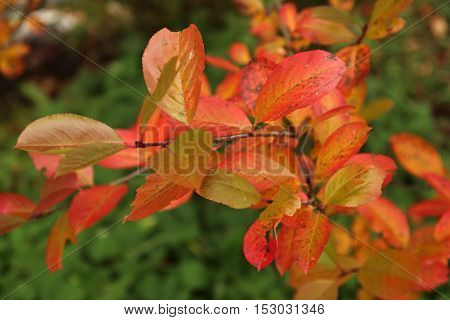 Brilliant color in details of fall leaves turned for autumn season