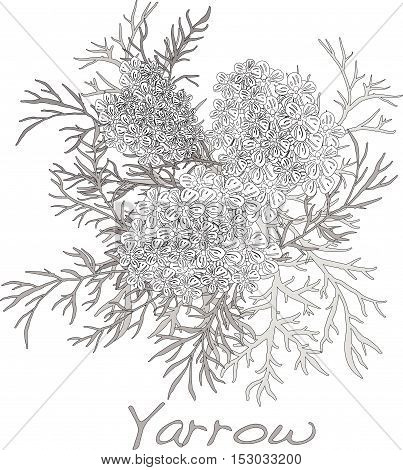 Web