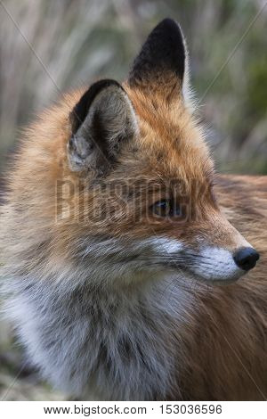 the head of a red fox in profile