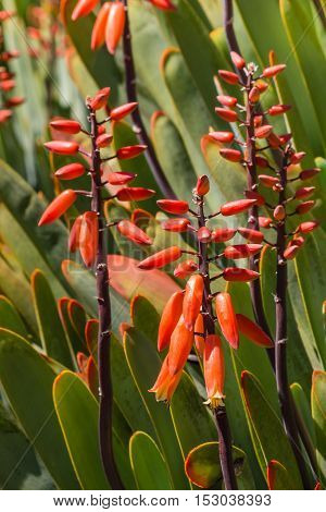 closeup of fan aloe cacti in bloom