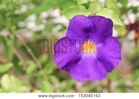Close up flower purple Thunbergia erecta (Benth.) Anderson ACANTHACEAE Bush Clock Vine
