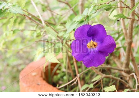 Close up flower purple Thunbergia erecta (Benth.) Anderson ACANTHACEAE Bush Clock Vine