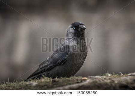 Closeup of a young crow with light blue eyes sitting on the ground.