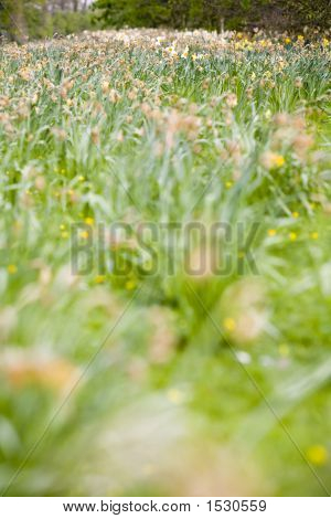 Dead Flowers