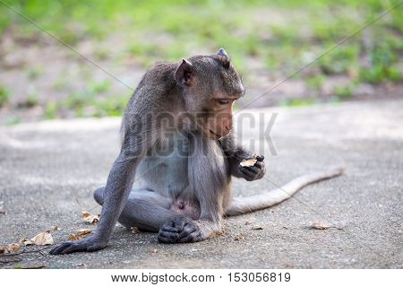 Monkey sitting on the road in the park.