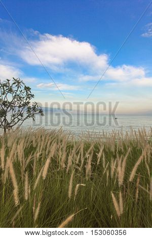 Green grass growing on field at sea Hua Hin Thailand
