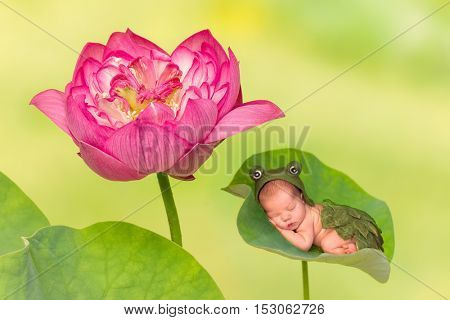 7 days old newborn baby in frog outfit sleeping on a leaf of a real lotus nelumbo flower