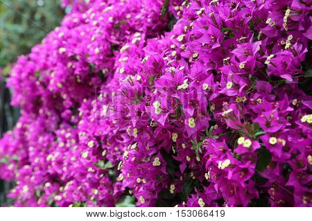 Beautiful bright blooming bougainvillea branches close up