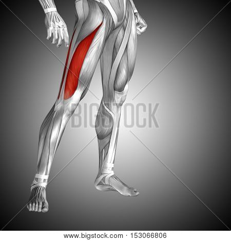 Concept or conceptual 3D illustration human upper leg anatomy or anatomical and muscle on gray background