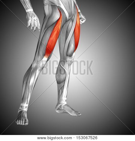Concept or conceptual 3D illustration human upper leg anatomy or anatomical and muscle on gray background