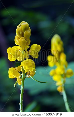 Yellow Flower Of Ringworm Bush Or Candle Bush Flower Or Candelabra Bush