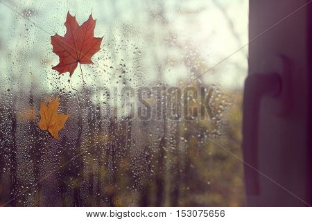 three maple leaf clung to the window after the rain / when the outside golden autumn
