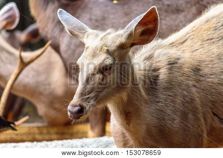 Wonderful  hornless deer in evergreen forest area