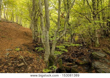 Tejera Negra Beech Forest Nature Park. Guadalajara Spain