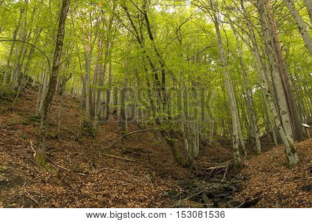 Tejera Negra Beech Forest Nature Park. Guadalajara Spain