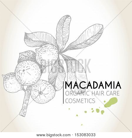 Vector set of hair care ingredients. Organic hand drawn elements. Macadamia branch. Use for cosmetic package shop store products spa salon wellnes program procedure skin hair care