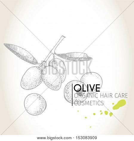 Vector set of hair care ingredients. Organic hand drawn elements. Olive branch. Use for cosmetic package shop store products spa salon wellnes program procedure skin hair care