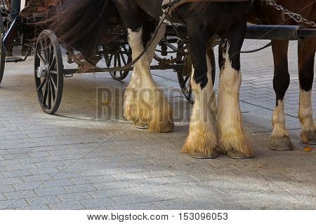 Selective focus of Gypsy Horse with white feather furs socks on the lower legs standing outside the buildings with horse drawn carriage straps on in Kitzbuhel, Austria
