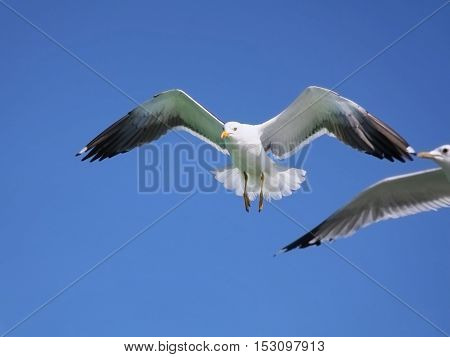 seagull in flight against the blue sky
