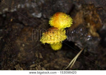 Young yellow pholiota fungi (Pholiota flammans) on old wood.