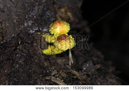 Young yellow pholiota fungi (Pholiota flammans) on old wood.