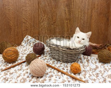 White fluffy kitten lies in the  basket near balls of yarn and wooden spokes in the interior