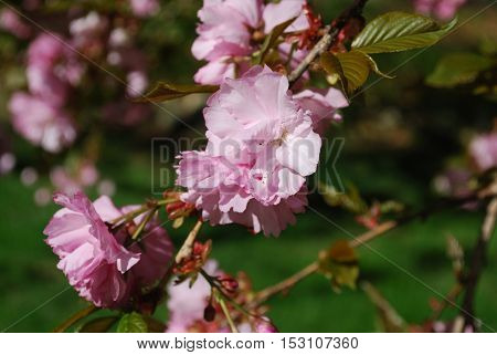 Nothing is like the flowering cherry blossoms found in spring time in Washington DC.