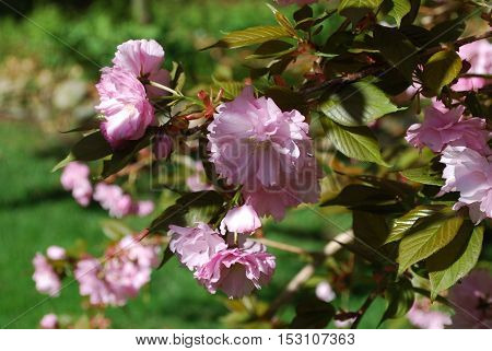 Flowering pink cherry blossoms in Washignton DC>