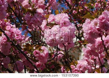A burst of pink cherry blossoms in Washington DC.