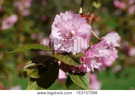 Blooming pink cherry tree blossoms in Washignton DC