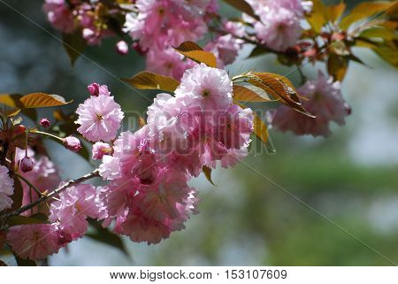 Gorgeous blooming pink cherry blossoms flowering in Washington DC.