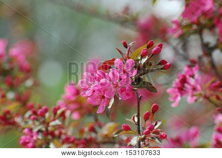 Hot pink flowering cherry blossom in Washignton DC.