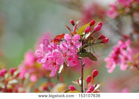 Dark pink cherry blossoms flowering on a tree.