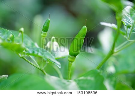 Fresh green chili on tree in garden.