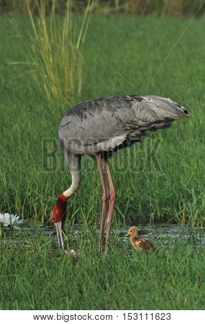 Greater Noida, Uttar Pradesh, India- September 7, 2013: Indian Female Crane, Grus Antigone (Linnaeus) searching food for her chick at Greater Noida wetland area, Uttar Pradesh, India.