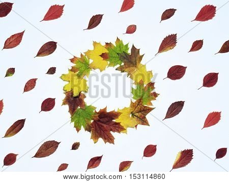 Autumn composition with bright red leaves placed diagonally and a wreath of yellow maple leaf in the center. Top view flat lay on a white background.