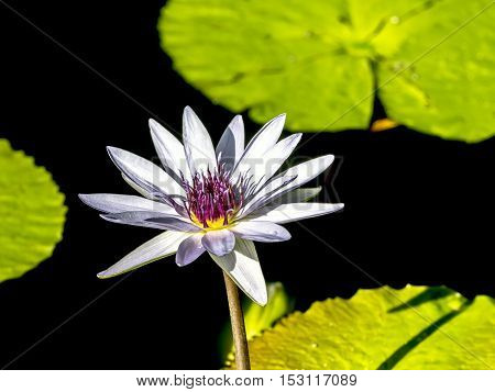 Nymphaeaceae is a family of flowering plants. Members of this family are commonly called water lilies and live as rhizomatous aquatic herbs in temperate and tropical climates around the world.
