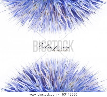 Echinops ritro isolated on white background.