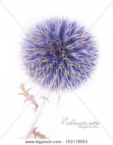 Echinops ritro isolated on white background.