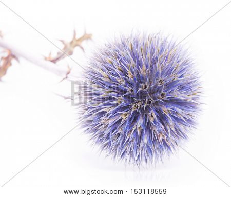 Echinops ritro isolated on white background.