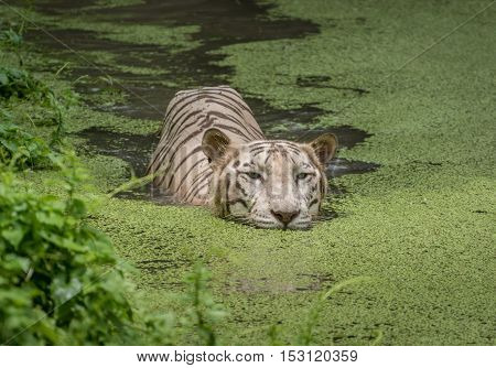 White Bengal tiger swims in water of a swamp at a tiger reserve in India.