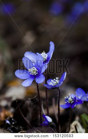 some blue anemones, liverleaf or hepatica nobili