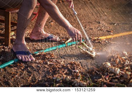 Galangal clean food, farmers with high-pressure cleaning.