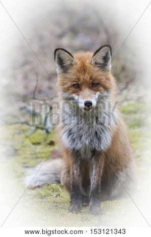 a european bred fox sitting down on lawn