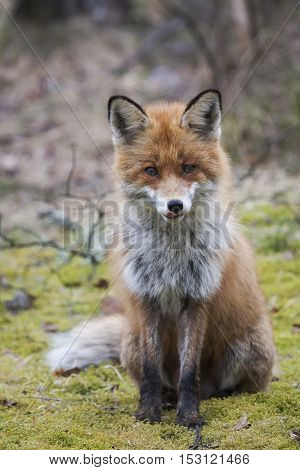 a red fox sitting waiting for a treat