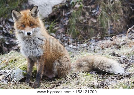 a european red fox begging for treats