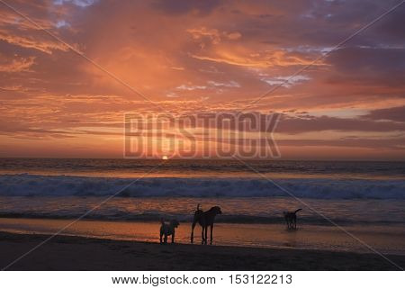 Dogs playing on beach with beautiful sunset background